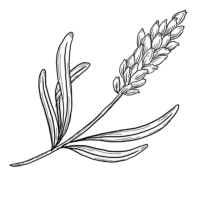 ラベンダーのイラスト