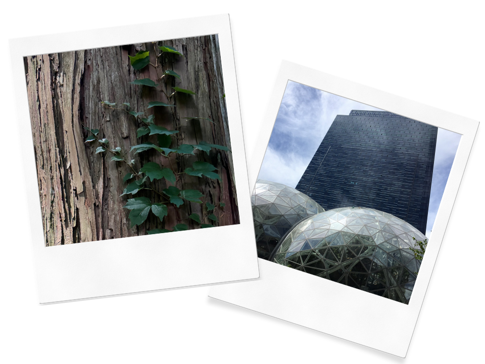 木と葉。ビルの写真。