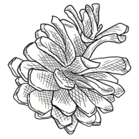 松ぼっくりのイラスト